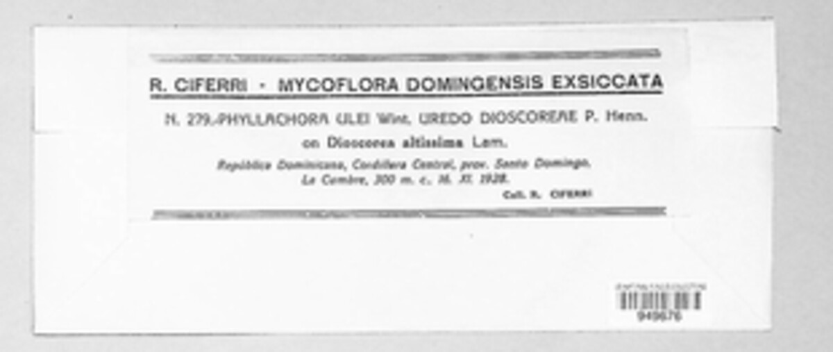 Telimena ulei image